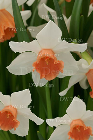 narcissus charming lady
